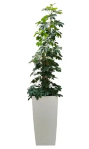 Schefflera: frunziș elegant, creștere viguroasă și un plus de prospețime Plantă Schefflera arboricola cu tulpină împletită și frunze lucioase, verzi, într-un ghiveci maro.