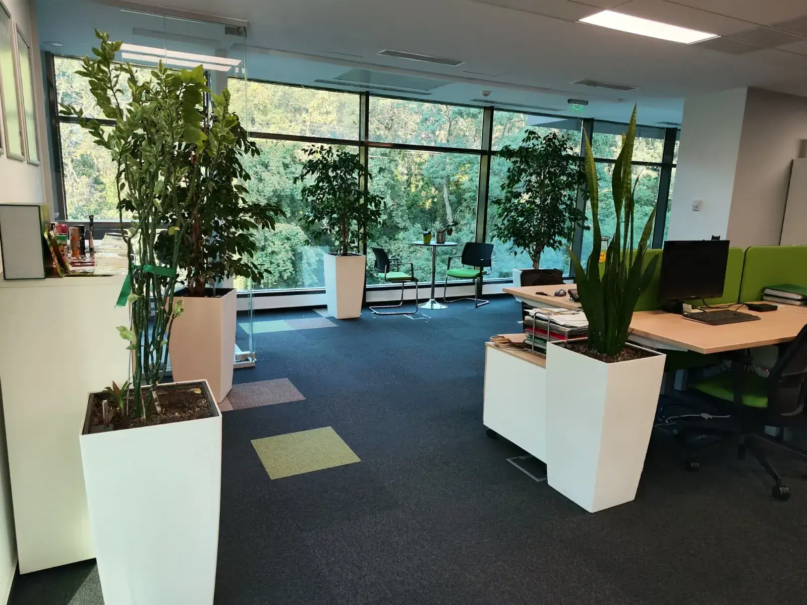 Imagine de ansamblu cu birouri amenajate cu diverse plante verzi în ghivece albe moderne.