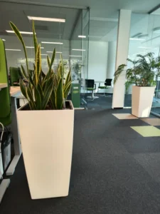 Sansevieria: eleganță minimalistă, întreținere minimă și rezistență impresionantă Aranjament cu plante de interior, Sansevieria și palmier, pentru decorarea unui spațiu de birouri modern.