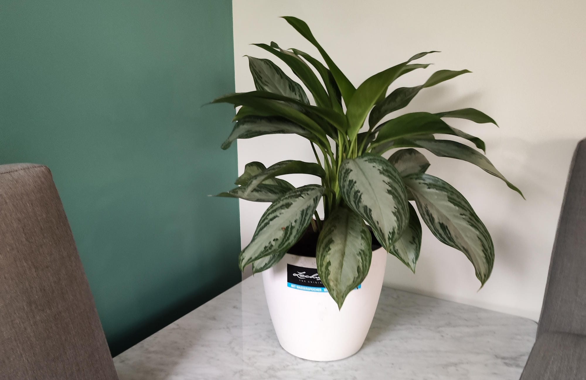 Aglaonema decorativă așezată pe o masă din marmură, într-un spațiu de birou cu lumină indirectă.