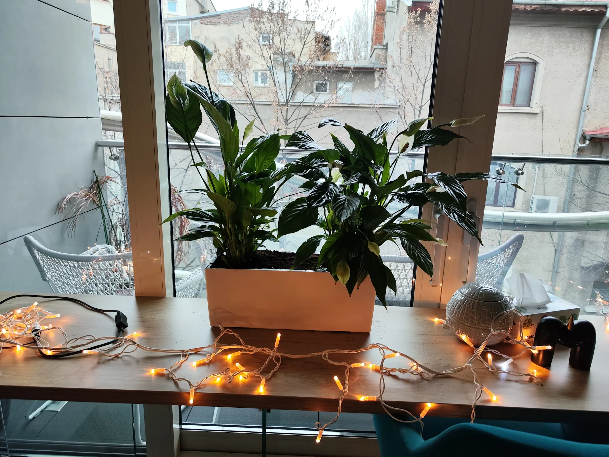 Spathiphyllum în ghiveci Lechuza alb pe birou, lângă fereastră