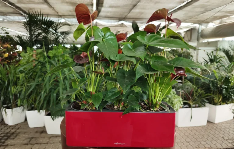 Anthurium: eleganță tropicală și flori spectaculoase de lungă durată Anthurium: eleganță tropicală și flori spectaculoase de lungă durată