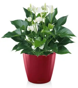 Anthurium: eleganță tropicală și flori spectaculoase de lungă durată Plantă Anthurium cu flori albe și frunze verzi lucioase în ghiveci rotund Lechuza roșu, pe fundal alb.