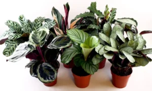 Colecție de plante Calathea și Goeppertia cu frunze texturate și variegate în ghivece maro