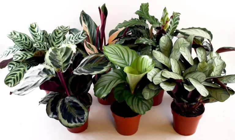 Calathea: frunziș spectaculos și eleganță tropicală pentru interior Calathea: frunziș spectaculos și eleganță tropicală pentru interior