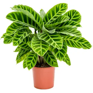 Calathea: frunziș spectaculos și eleganță tropicală pentru interior Plantă Goeppertia zebrina (Calathea zebrina) cu frunze mari verzi cu dungi închise în ghiveci maro