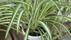 Plantă Chlorophytum comosum (planta păianjen) cu frunze lungi variegate verde cu alb în ghiveci suspendat.