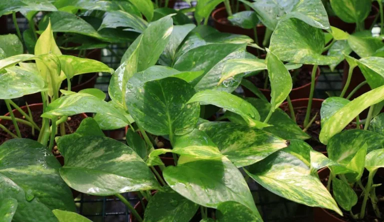 Epipremnum Aureum: Campioana versatilității și liana care nu se predă Epipremnum Aureum: Campioana versatilității și liana care nu se predă