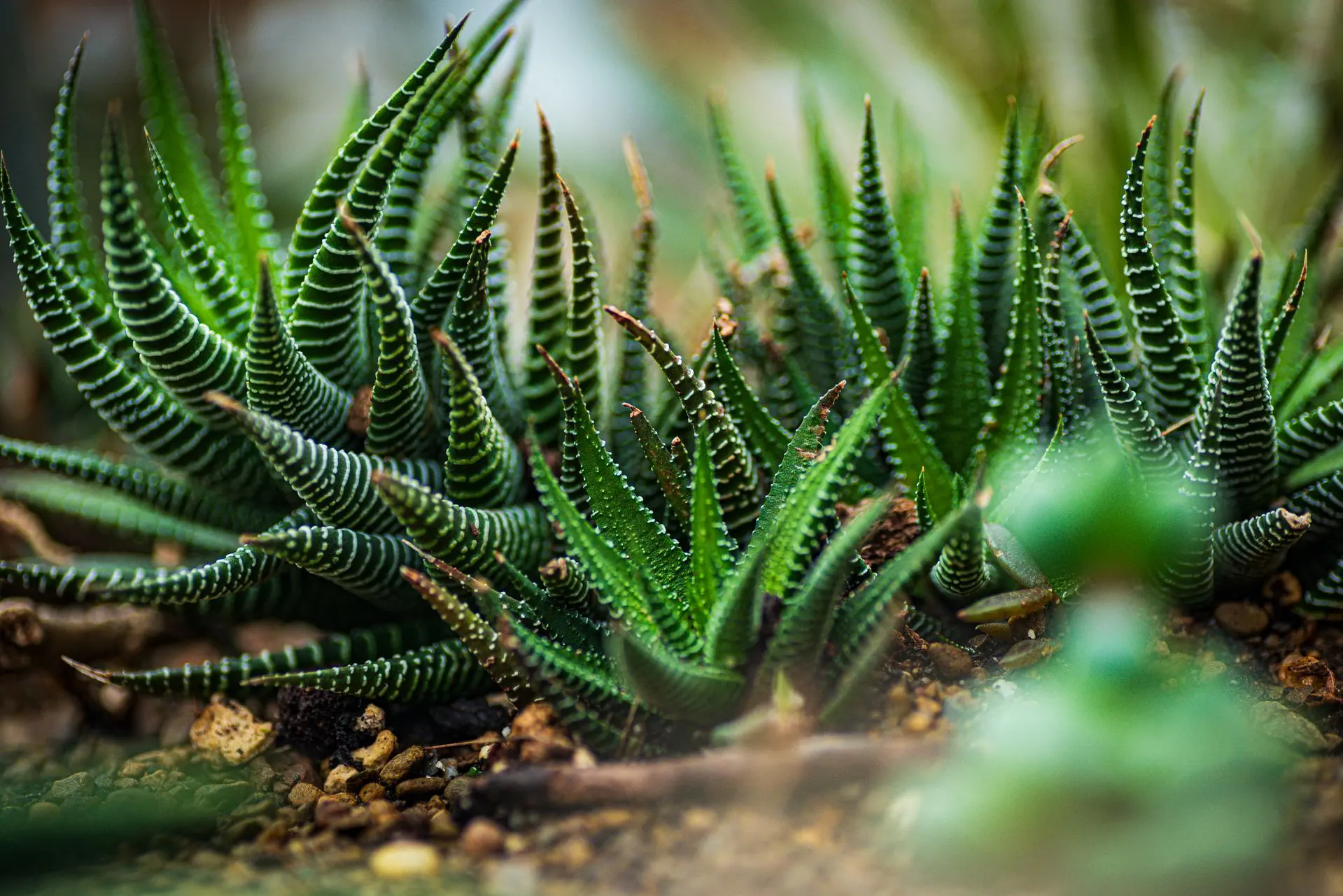 Plantă Haworthia fasciata cu frunze verzi ascuțite și dungi albe proeminente, crescută direct în pământ cu pietriș.