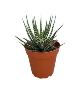 Haworthia: suculenta compactă care se adaptează aproape oriunde Plantă suculentă Haworthia fasciata în ghiveci mic din plastic maro