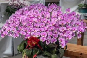 Aranjament bogat cu orhidee Phalaenopsis roz în ghiveci decorat cu fundă roșie, expus pe o masă din lemn.