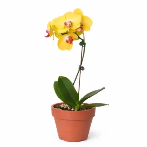 Orhideea Phalaenopsis: eleganță care înflorește luni întregi Orhidee Phalaenopsis galbenă cu mijloc roz în ghiveci simplu de teracotă, pe fundal alb curat.