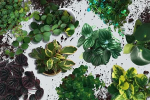 Vedere de sus cu o colecție variată de plante peperomia în ghivece, înconjurate de pământ pe fundal alb luminos.