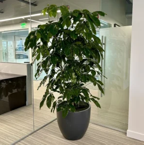 Schefflera: frunziș elegant, creștere viguroasă și un plus de prospețime Copac Schefflera actinophylla în ghiveci mare gri închis amplasat într un birou modern cu pereți din sticlă