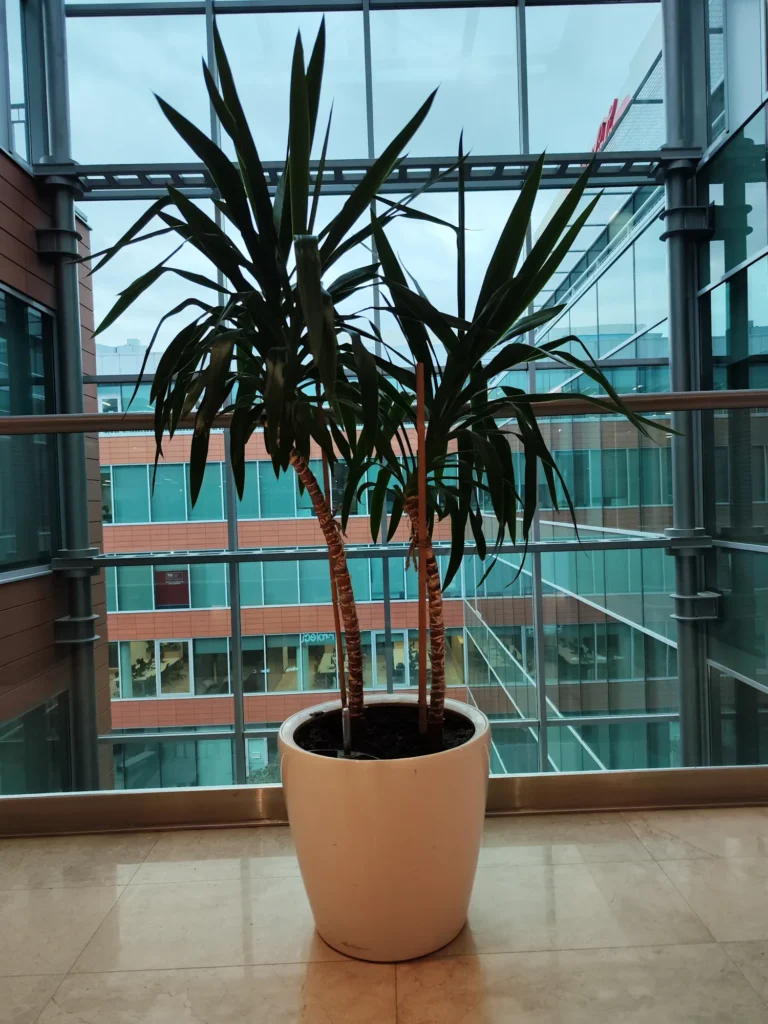 Yucca: rezistență, lumină și una dintre cele mai ușor de întreținut plante de interior Yucca: rezistență, lumină și una dintre cele mai ușor de întreținut plante de interior