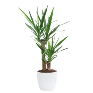 Yucca: rezistență, lumină și una dintre cele mai ușor de întreținut plante de interior Copac Yucca elephantipes cu două tulpini în ghiveci rotund alb pe fundal alb