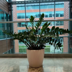 Zamioculcas: rezistență, eleganță și una dintre cele mai ușor de întreținut plante de interior Plantă Zamioculcas zamiifolia în ghiveci mare alb lângă o balustradă metalică într o clădire modernă de birouri