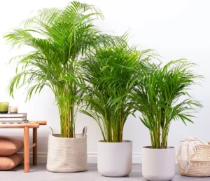 Trei palmieri Areca (Chrysalidocarpus lutescens) de dimensiuni diferite în ghivece decorative deschise la culoare, pe fundal alb.
