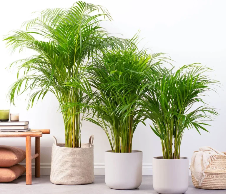 Areca: palmierul care aduce un aer tropical în orice încăpere Areca: palmierul care aduce un aer tropical în orice încăpere