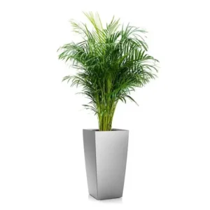 Areca: palmierul care aduce un aer tropical în orice încăpere Palmier Areca (Chrysalidocarpus lutescens) cu frunze verzi bogate în ghiveci înalt gri metalizat, pe fundal alb.