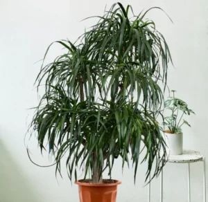 Dracaena: planta elegantă care se adaptează cu ușurință oricărui interior Plantă mare Dracaena marginata în ghiveci simplu