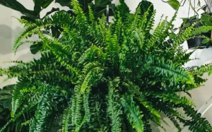 Feriga de Boston: verde luxuriant și un plus de prospețime pentru interior Tufă densă de ferigă Boston (Nephrolepis exaltata) cu frunze verzi pe fundal luminos