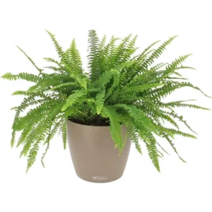 Feriga de Boston: verde luxuriant și un plus de prospețime pentru interior Ferigă de cameră Nephrolepis (Boston) exaltata în ghiveci inteligent Lechuza