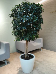 Ficus Benjamina: eleganță atemporală și un arbore de interior cu personalitate Ficus benjamina în ghiveci rotund alb lucios amplasat într o zonă de recepție corporate