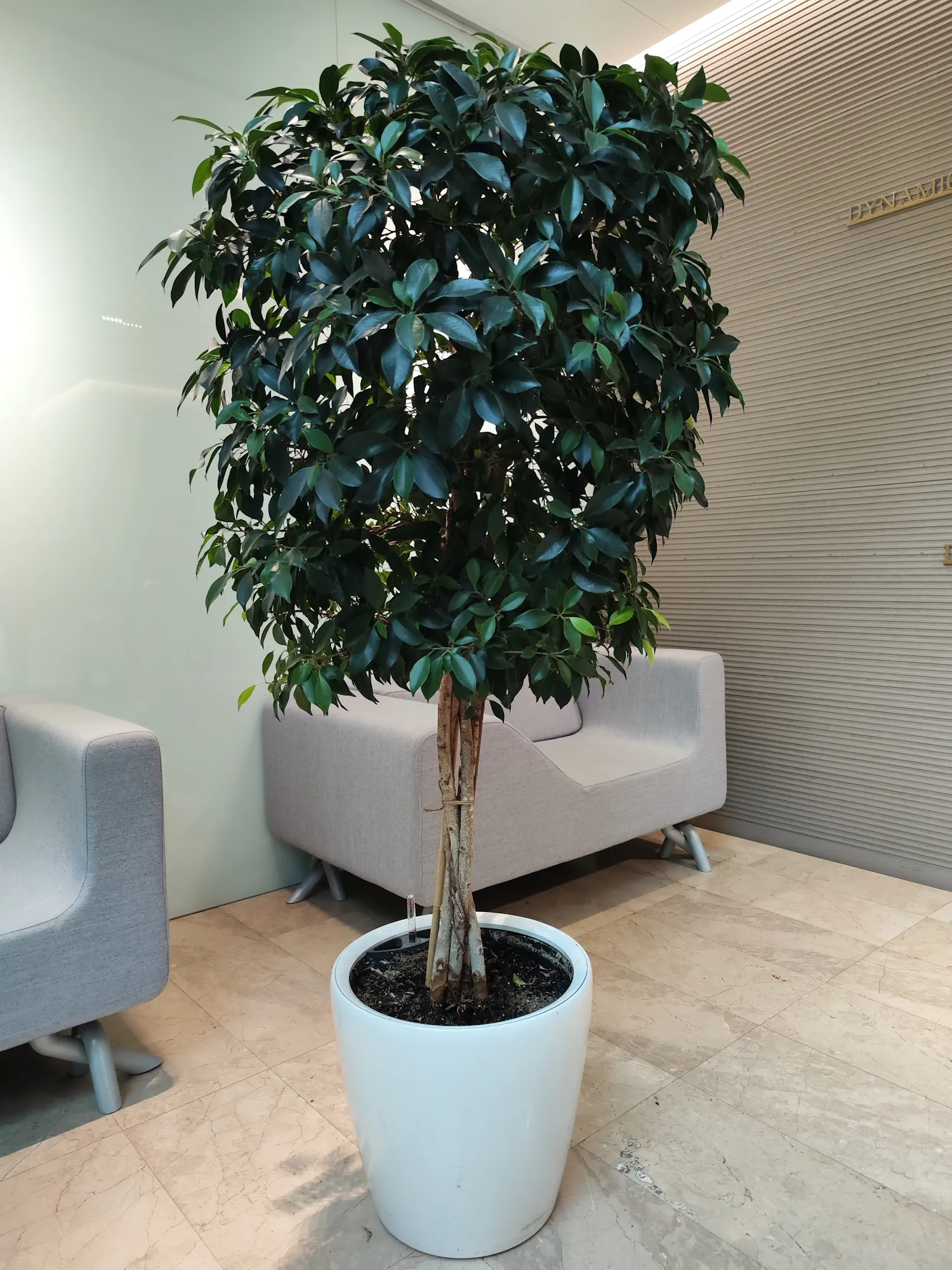 Ficus benjamina în ghiveci rotund alb lucios amplasat într o zonă de recepție corporate