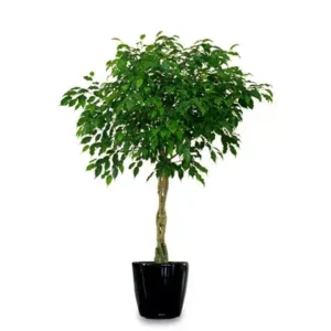 Ficus Benjamina: eleganță atemporală și un arbore de interior cu personalitate Ficus benjamina cu tulpină împletită și coroană rotundă verde în ghiveci negru lucios pe fundal alb
