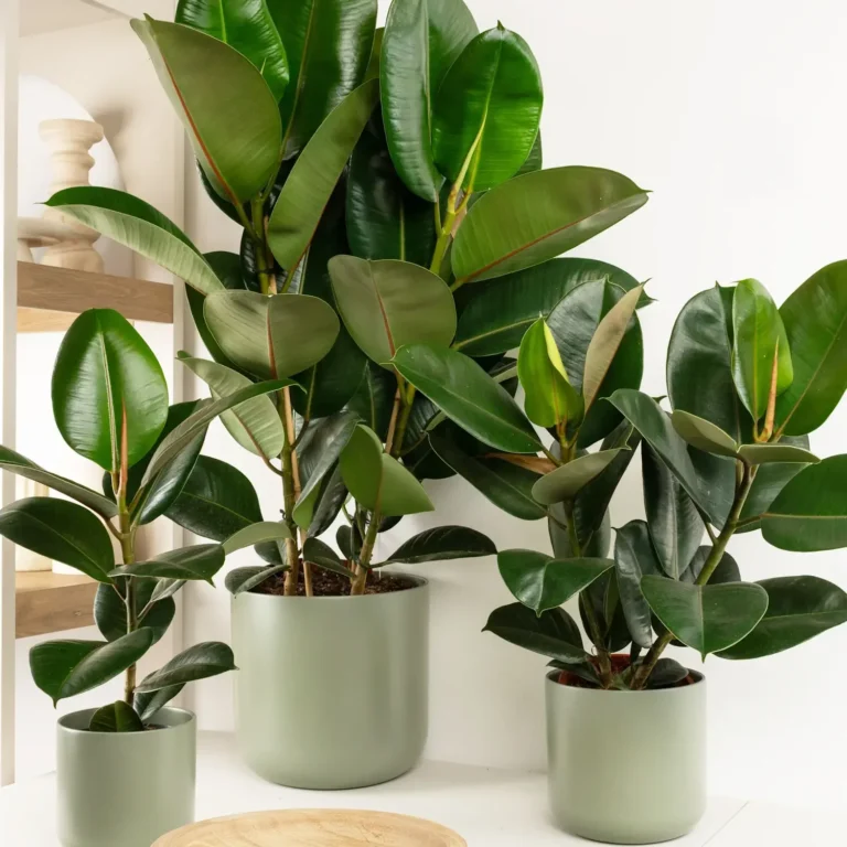 Ficus Elastica: frunziș spectaculos și eleganță într-o formă minimalistă Ficus Elastica: frunziș spectaculos și eleganță într-o formă minimalistă