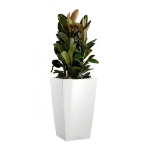 Ficus Elastica: frunziș spectaculos și eleganță într-o formă minimalistă Plantă Ficus elastica în ghiveci înalt alb lucios Lechuza pe fundal alb curat
