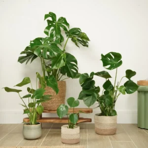 Monstera Deliciosa: planta emblematică a designului biofilic Patru plante Monstera deliciosa de dimensiuni diferite în ghivece ceramice și coșuri împletite pe fundal alb
