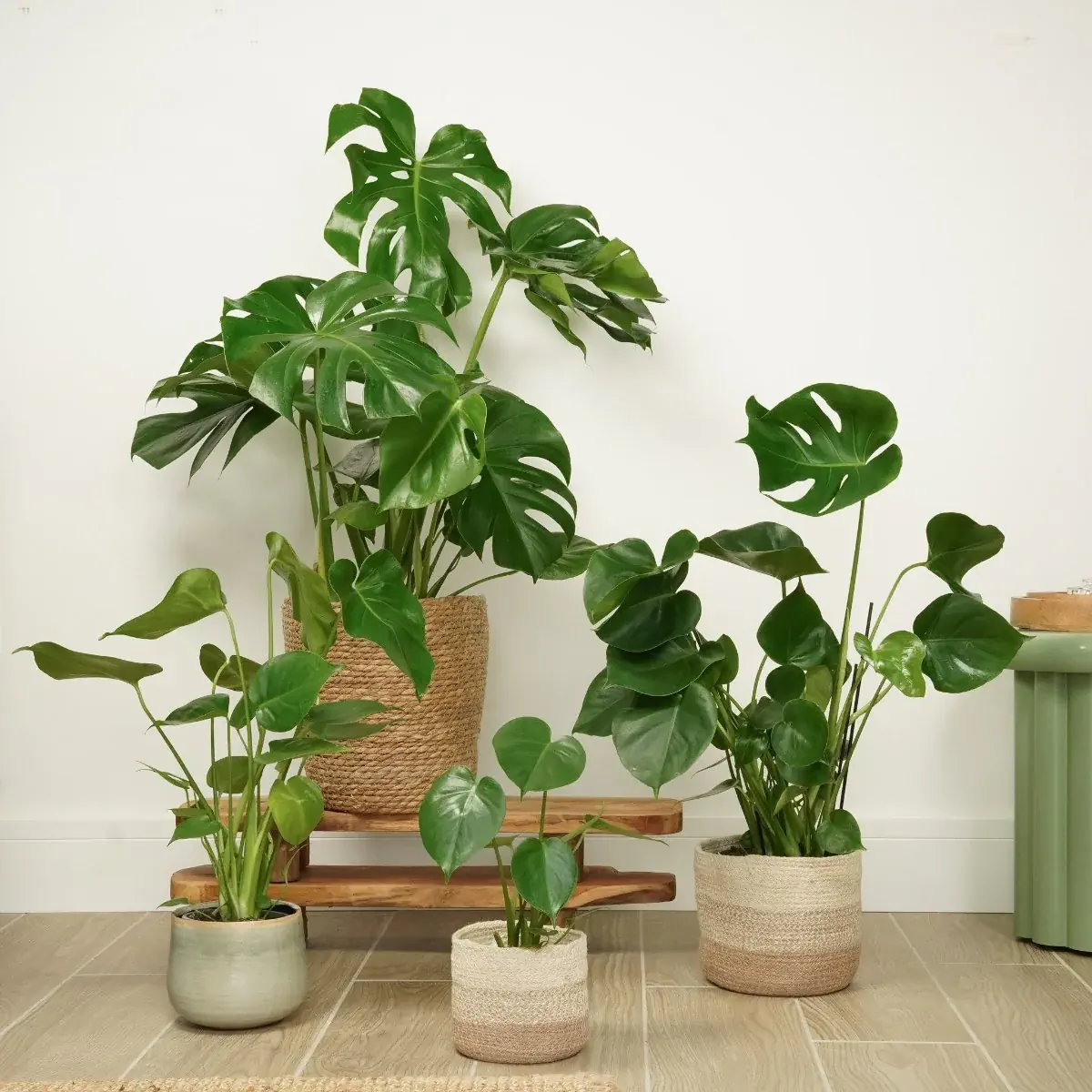 Patru plante Monstera deliciosa de dimensiuni diferite în ghivece ceramice și coșuri împletite pe fundal alb