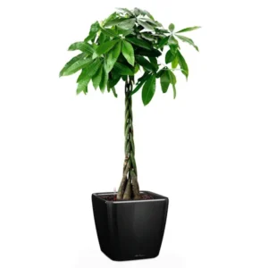 Pachira: echilibru tropical, frunziș elegant și simbol al prosperității Copac Pachira aquatica cu tulpină împletită în ghiveci pătrat negru lucios Lechuza pe fundal alb curat