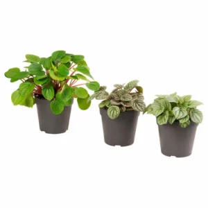 Peperomia: plantă compactă, ușor de întreținut și surprinzător de versatilă Trei plante peperomia în ghivece negre simple din plastic, pe fundal alb curat, luminozitate uniformă.